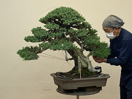 Cursos y talleres en el Jardin bonsai Luis Vallejo